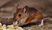 24 Hour & Emergency Exterminators in Hillsboro, MD